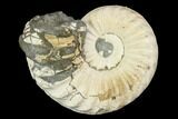 Ammonite (Pleuroceras) Fossil - Germany #125380-1